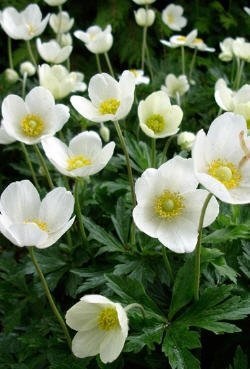 Anemone cultivarea și reproducerea - natura înconjurătoare, fapte cognitive despre animale și