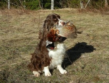 Англійська Спрінгер спаніель фото, опис породи, відгуки про собаку