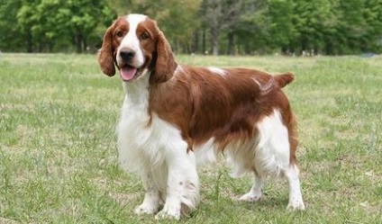 English Springer Spaniel fotografie, descrierea rasei, recenzii ale câinelui