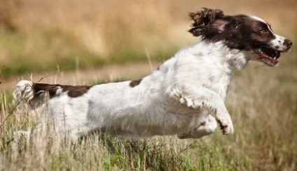 English Springer Spaniel fotografie, descrierea rasei, recenzii ale câinelui