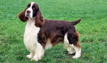 English Springer Spaniel fotografie, descrierea rasei, recenzii ale câinelui