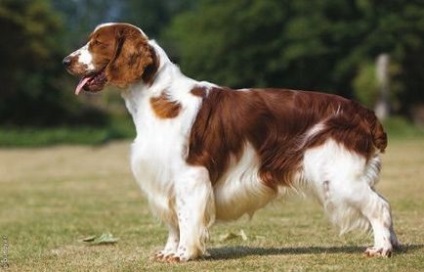 English Springer Spaniel fotografie, descrierea rasei, recenzii ale câinelui