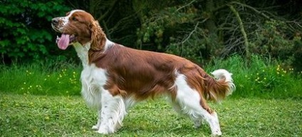 English Springer Spaniel fotografie, descrierea rasei, recenzii ale câinelui