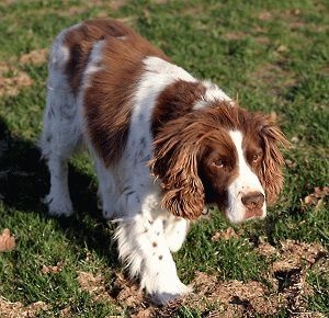 Caracteristici și conținut de engleză Springer Spaniel