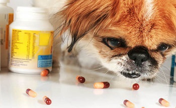 Антибактеріальні препарати для собак марфлоксін, амоксицилін і ціпровет