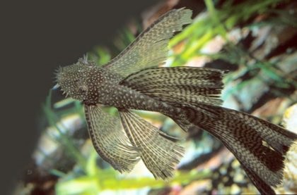 Анциструс вуалево зміст опис фото догляд, акваріумні рибки