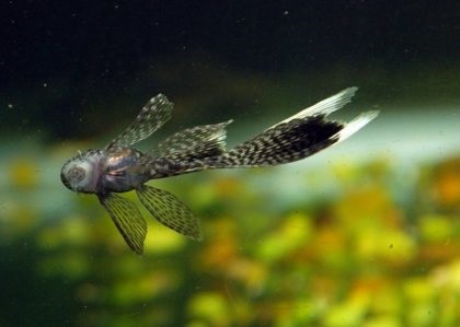 Ancystros conținut veil descriere îngrijire foto, pește de acvariu