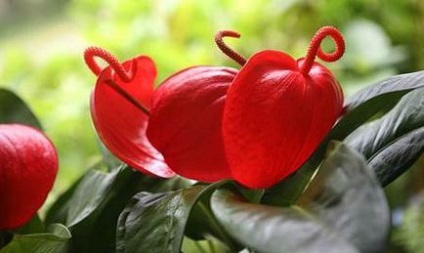 Scherzer Anthurium ápolási otthon egy fotó! Az életem