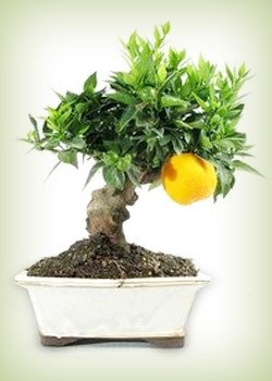 Pom de portocal (citrus myrtifolia) bonsai, atelier de bonsai