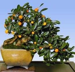 Pom de portocal (citrus myrtifolia) bonsai, atelier de bonsai