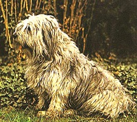 Армант, опис породи, характер собаки і фото