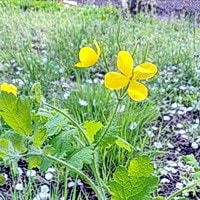 Атонія кишечника як відновити перистальтику кишечника народними засобами