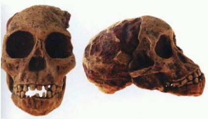 Australopithecus - trăsături, stil de viață, vorbire, structură, instrumente de australopithecine