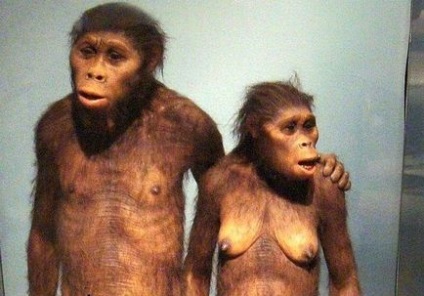 Australopithecus - trăsături, stil de viață, vorbire, structură, instrumente de australopithecine