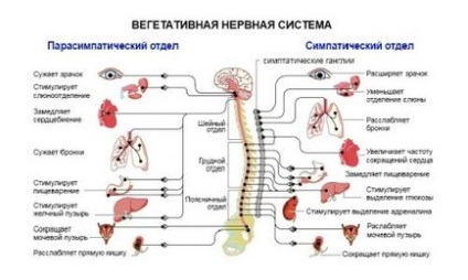 Sistemul nervos autonom al omului (video)