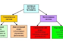 Sistemul nervos autonom al omului (video)