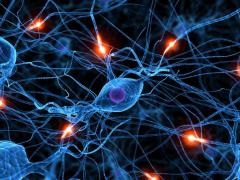 Sistemul nervos autonom care îl reprezintă