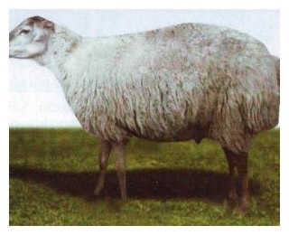 Rasă de ovine Balbas - agrodelo