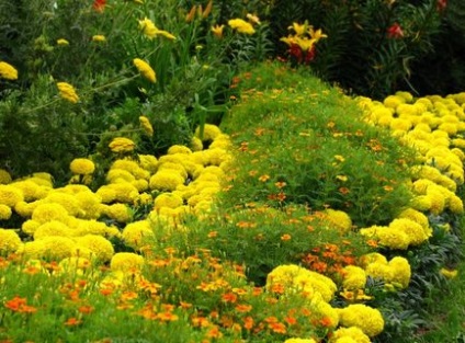 Marigold specie, crescând din semințe, boală