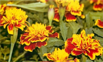 Marigold specie, crescând din semințe, boală