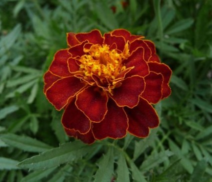 Marigold specie, crescând din semințe, boală