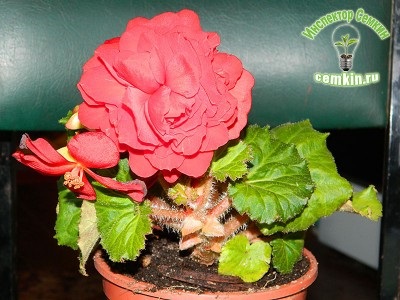 Begonia tuber f1 stacojiu non-stop (gavrish), inspector semkin