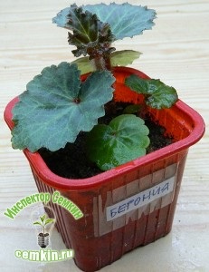 Begonia tuber f1 stacojiu non-stop (gavrish), inspector semkin