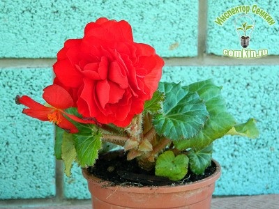 Begonia tuber f1 stacojiu non-stop (gavrish), inspector semkin