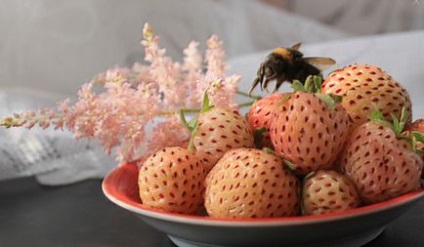Căpșuni albe cu gustul de ananas și de grooming (foto)