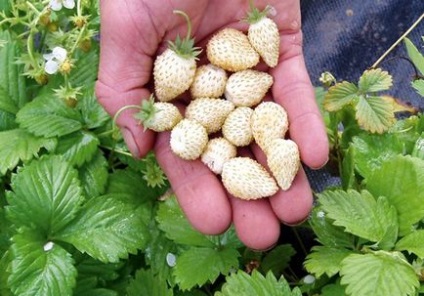 Căpșuni albe cu gustul de ananas și de grooming (foto)