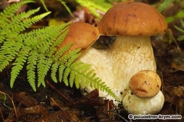 Ciuperci albe sau bolete, ciuperci din Crimeea - un catalog, o peninsula de comori din Crimeea