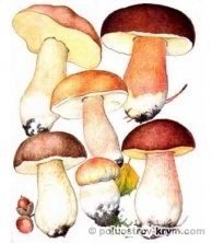 Білий гриб, або боровик, гриби криму - каталог, півострів скарбів крим