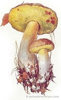 Білий гриб, або боровик, гриби криму - каталог, півострів скарбів крим