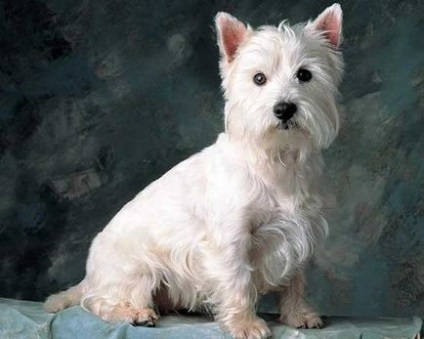 White West Highland Terrier (istoria rasei, fotografie, natura, selecția catelului, întreținerea și îngrijirea,