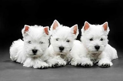 White West Highland Terrier (istoria rasei, fotografie, natura, selecția catelului, întreținerea și îngrijirea,