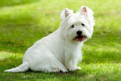 White West Highland Terrier (istoria rasei, fotografie, natura, selecția catelului, întreținerea și îngrijirea,