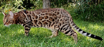 Törpemacska (cat) Bengália