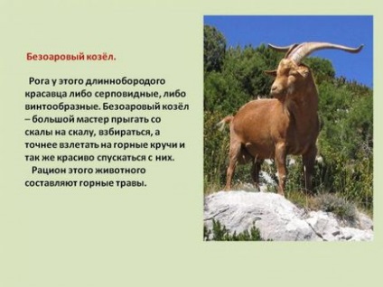 Descrierea caprei Bezoar, stilul de viață, habitat