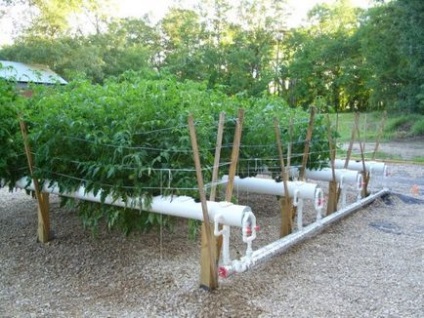 Ideea de afaceri - cultivarea legumelor în hidroponie, culinare!