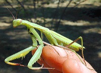 Mantis imagine cumpăra mantis ieftin, voi da, ieftin Voi vinde mantis gratuit (poza), aici puteți