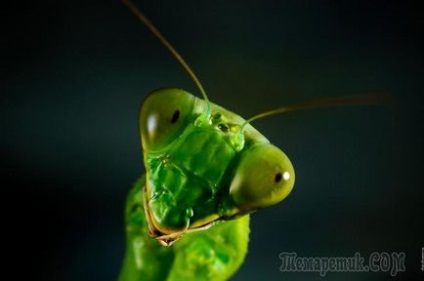 Mantis Oroszországban él, ahol ez a csodálatos ragadozó rovar világ