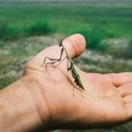 Mantis - vinde mantises, terrarii și accesorii pentru întreținerea lor