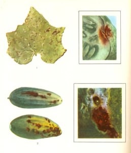 Boli de castraveți în descrierea de seră, fotografii și metode de luptă și tratament
