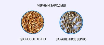 betegségek gabona
