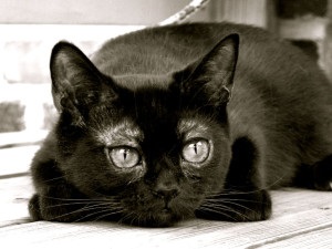 Бомбейська кішка - кіт йолоп