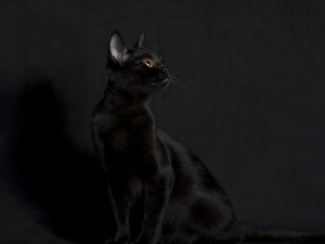 Бомбейська кішка - кіт йолоп