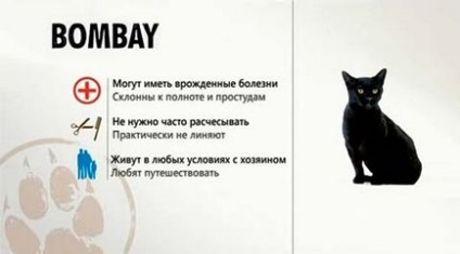 Бомбейська кішка повний опис породи, характер і поради по догляду