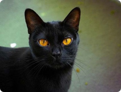 Bombay pisica descrierea completa a rasei, natura si sfaturi pentru ingrijire