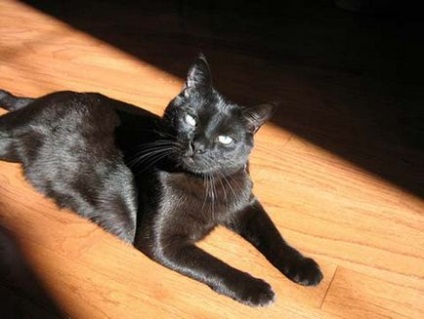 Bombay teljes fajta leírás, karakter és gondozási tippek (cat) Bombay teljes fajta leírás, karakter és gondozási tippek