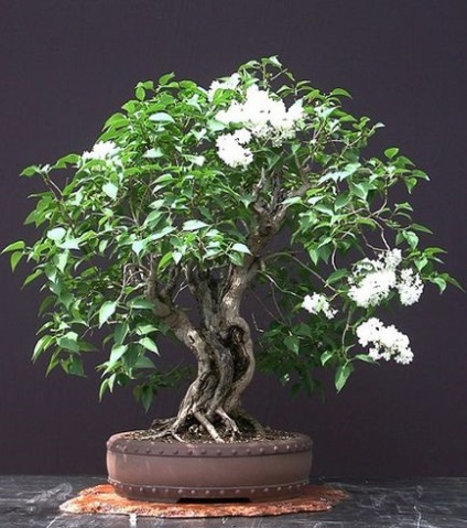 Bonsai de liliac (syringa, liliac)